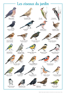 Affiche "les oiseaux du jardin "