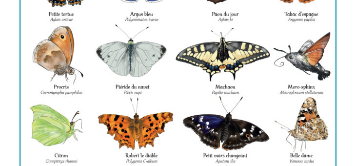 Affiche papillons du jardin